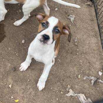 Marie -  Beagle and Mixed Breed Dog for Adoption in Fort Collins, Colorado - Marie | PetCurious