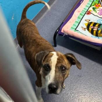 Hillary -  Mixed Breed Dog for Adoption in Edwardsville, Illinois - Hillary | PetCurious