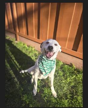 Cattle Dog Dogs Available for Adoption - Charlie | PetCurious