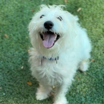 Emilio A2281988 -  Maltese Dog for Adoption in Los Angeles, California - Emilio A2281988 | PetCurious