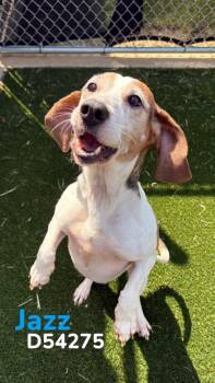 Beagle Dogs Available for Adoption in Clarksville, Tennessee - Jazz | PetCurious