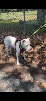Pit Bull Terrier Dogs Available for Adoption in Mobile, Alabama - Reba Mcentire | PetCurious