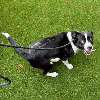 Rocco -  Mixed Breed Dog for Adoption in Loxahatchee Groves, Florida - Rocco | PetCurious