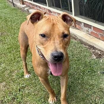 Brittney -  Pit Bull Terrier Dog for Adoption in Columbia, South Carolina - Brittney | PetCurious