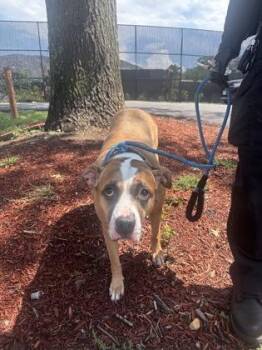 Tutu -  Mixed Breed Dog for Adoption in West Chester, Pennsylvania - Tutu | PetCurious