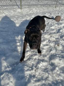 Boxer and American Staffordshire Terrier Dogs Available for Adoption in Pierceton, Indiana - Reaper | PetCurious