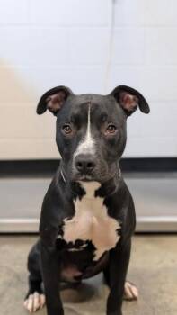 Bocce -  Pit Bull Terrier Dog for Adoption in Sacramento, California - Bocce | PetCurious