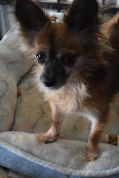 Cinnamon -  Chihuahua Dog for Adoption in Pahrump, Nevada - Cinnamon | PetCurious