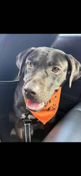 Lego -  Black Labrador Retriever Dog for Adoption in Vaudreuil-dorion, Quebec - Lego | PetCurious