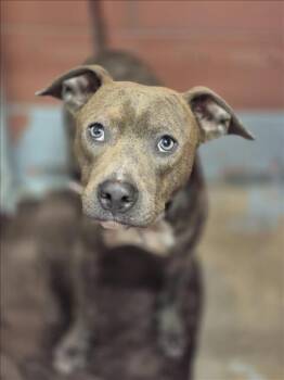 Rescue Labrador Retriever and Mixed Breed Dogs for Adoption in Houston, Texas - GRAYSON | PetCurious