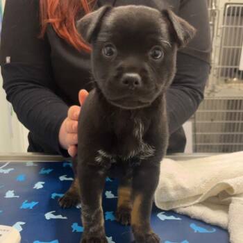 Cattle Dog Dogs Available for Adoption - MORLA | PetCurious