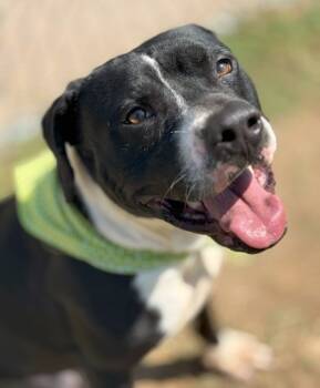 Rescue Pit Bull Terrier and Mixed Breed Dogs for Adoption in Balch Springs, Texas - Vermax | PetCurious