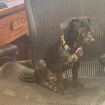 Scarlet -  Chihuahua and Mixed Breed Dog for Adoption in San Antonio, Texas - Scarlet | PetCurious