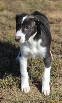 Lottie -  Great Pyrenees and Labrador Retriever Dog for Adoption in Morrilton, Arkansas - Lottie | PetCurious