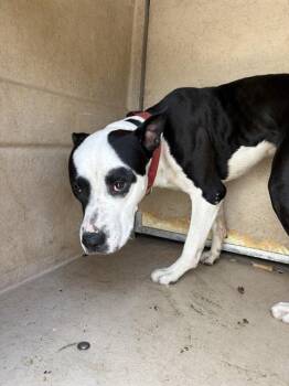 A478855 -  Pit Bull Terrier and Mixed Breed Dog for Adoption in Oklahoma City, Oklahoma - A478855 | PetCurious