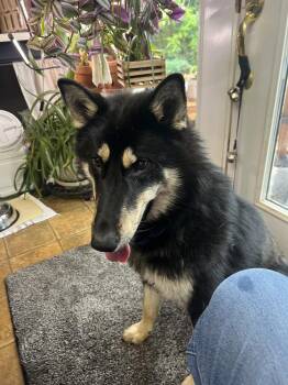 Collie and Husky Dogs Available for Adoption in Troy, Virginia - Lupine | PetCurious