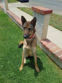 Bambi -  Shepherd Dog for Adoption in Frazier Park, California - Bambi | PetCurious