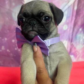 Violet -  Pug and Mixed Breed Dog for Adoption in Fort Collins, Colorado - Violet | PetCurious