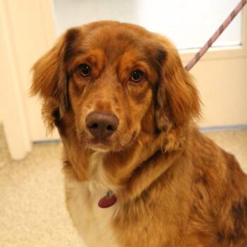 Autumn -  Australian Shepherd Dog for Adoption in Gloucester, Virginia - Autumn | PetCurious