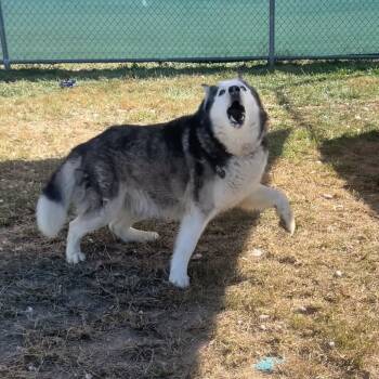 Rescue Husky Dogs for Adoption in Harrisonburg, Virginia - Whiskey | PetCurious