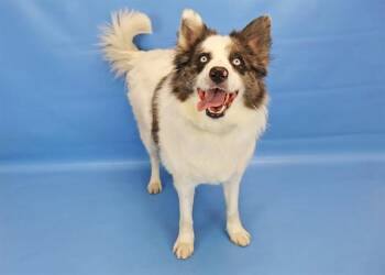 Siberian Husky and Australian Shepherd Dogs Available for Adoption in Colorado Springs, Colorado - CLAYTON | PetCurious