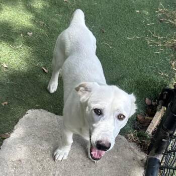 Falkor -  Labrador Retriever and Basset Hound Dog for Adoption in Lakeland, Florida - Falkor | PetCurious