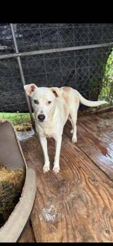 Rescue Labrador Retriever and Pit Bull Terrier Dogs for Adoption in Shillington, Pennsylvania - Paloma | PetCurious