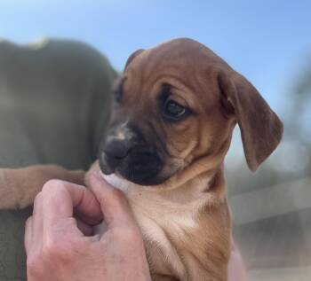 Hound and Labrador Retriever Dogs Available for Adoption - Katana | PetCurious