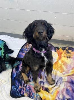 MURPHY -  Bernese Mountain Dog and Poodle Dog for Adoption in Fort Wayne, Indiana - MURPHY | PetCurious