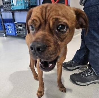 Scout -  Mixed Breed Dog for Adoption - Scout | PetCurious