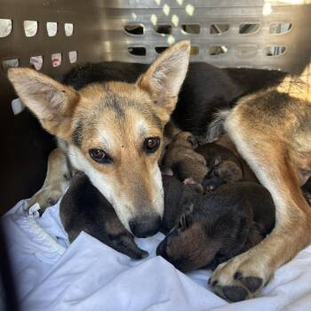 Stella Rose -  Mixed Breed Dog for Adoption in Bismarck, North Dakota - Stella Rose | PetCurious