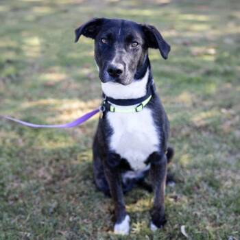 Gemma -  Hound and Pit Bull Terrier Dog for Adoption in Dublin, California - Gemma | PetCurious