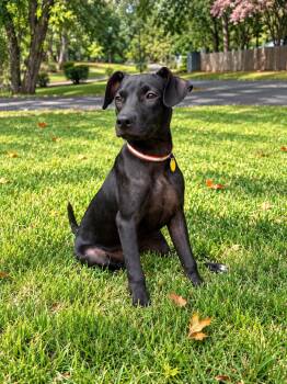 Moana -  Black Labrador Retriever and Pit Bull Terrier Dog for Adoption in Park Forest, Illinois - Moana | PetCurious