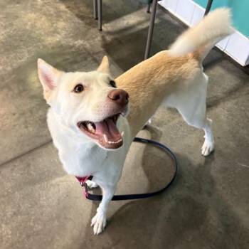 Viking -  Mixed Breed Dog for Adoption in Pittsburgh, Pennsylvania - Viking | PetCurious