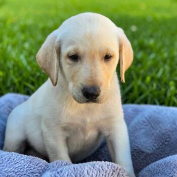 Huckleberry Finn Pup - Jim -  Labrador Retriever Dog for Adoption in San Diego, California - Huckleberry Finn Pup - Jim | PetCurious