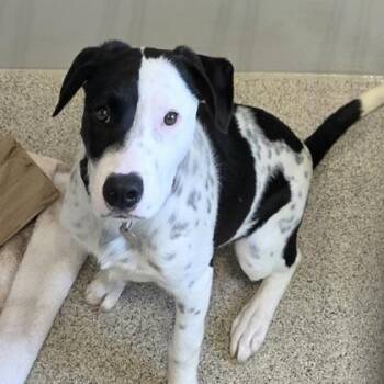 Mixed Breed Dogs Available for Adoption - Segar | PetCurious