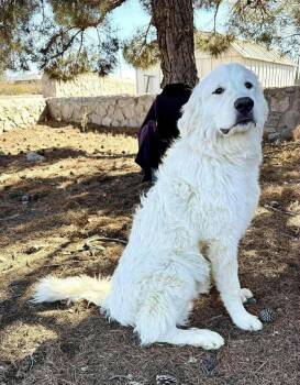 TITAN -  Great Pyrenees Dog for Adoption in Los Angeles, California - TITAN | PetCurious