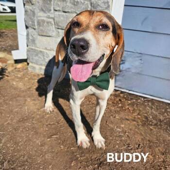 Buddy -  Treeing Walker Coonhound and Mixed Breed Dog for Adoption in Madisonville, Tennessee - Buddy | PetCurious