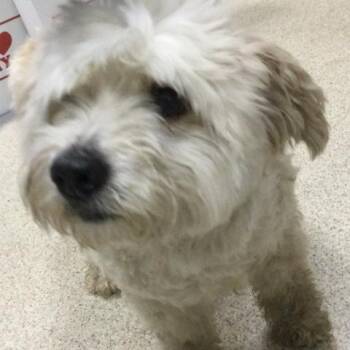 PJ -  Poodle Dog for Adoption in Riverside, California - PJ | PetCurious