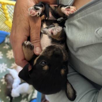 Miniature Poodle and Mixed Breed Dogs Available for Adoption in Richmond, California - BLACK IRIS | PetCurious