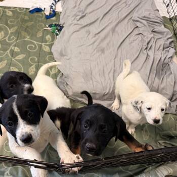 Webb -  Cattle Dog and Mixed Breed Dog for Adoption in Flagstaff, Arizona - Webb | PetCurious