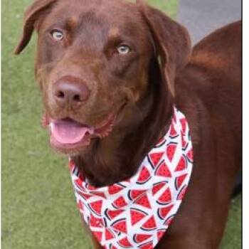 Copper -  Mixed Breed Dog for Adoption in Westhampton, New York - Copper | PetCurious