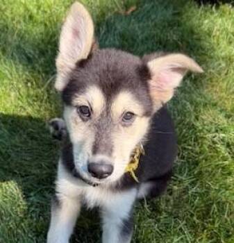 Treble Musical - local pup -  Husky Dog for Adoption in Andover, Massachusetts - Treble Musical - Local Pup | PetCurious