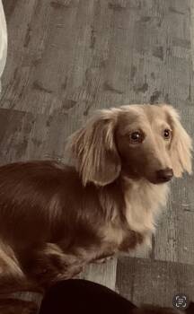 Hana -  Dachshund Dog for Adoption in Jacksonville, Florida - Hana | PetCurious