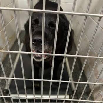 Doopy -  Mixed Breed Dog for Adoption in Jeffersonville, Indiana - Doopy | PetCurious