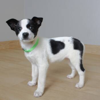 Rescue Border Collie and Mixed Breed Dogs for Adoption in Minnetonka, Minnesota - Dove D67057 | PetCurious