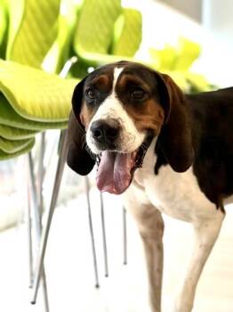Moose - 3 -  Treeing Walker Coonhound and Mixed Breed Dog for Adoption in Daytona Beach, Florida - Moose - 3 | PetCurious