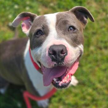 Mixed Breed Dogs Available for Adoption in Chattanooga, Tennessee - Moxie | PetCurious