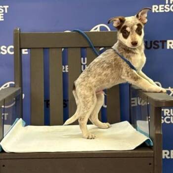 TROTTER -  Cattle Dog and Mixed Breed Dog for Adoption in Waterford, New Jersey - TROTTER | PetCurious
