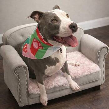 Chloe -  Pit Bull Terrier Dog for Adoption in Lucas, Texas - Chloe | PetCurious
